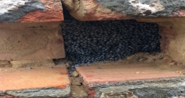Cavity wall insulation shown in a cavity wall